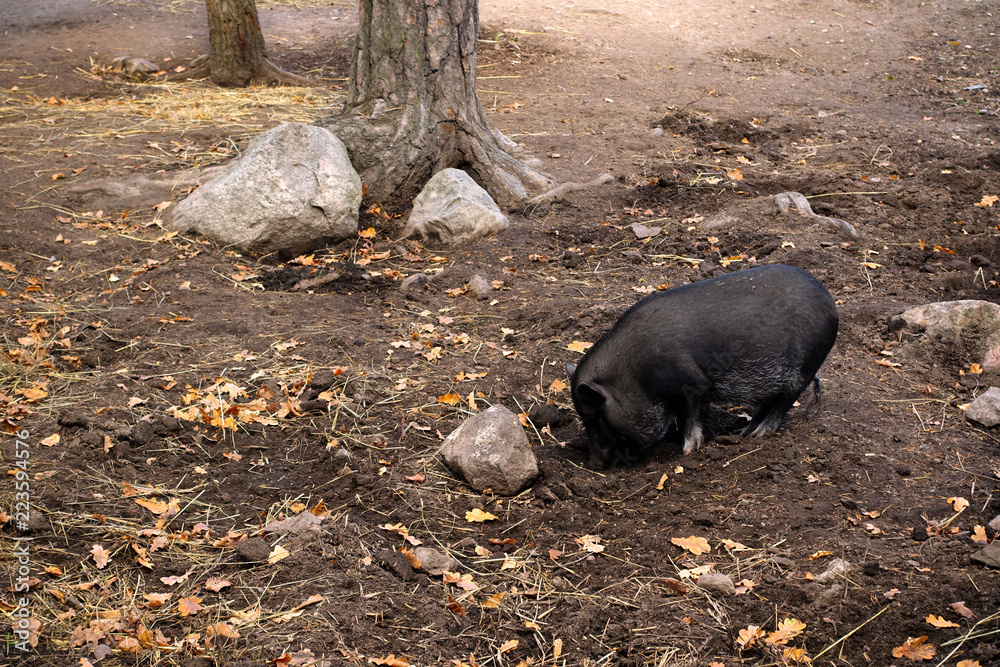 Black wild pig in an old farmstead yard. Black wild pig in an old farmstead yard.