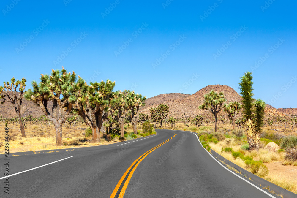 Road at Joshua Tree National Park Road at Joshua Tree National Park