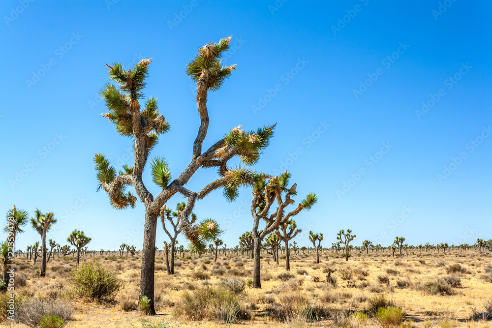 Trees of Joshua Tree National Park in California, USA