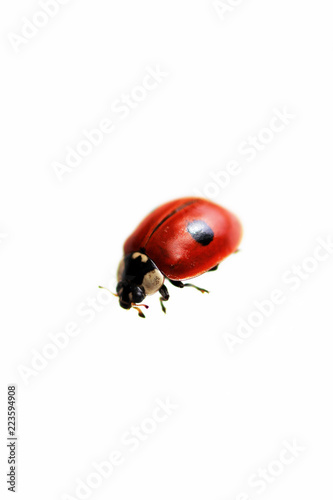 one live ladybug isolated on white background, macro shot.