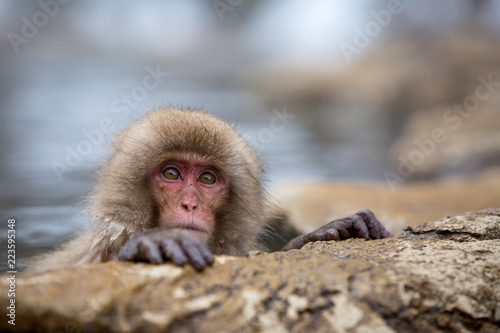 macaque monkey in a bath in japan © sarah