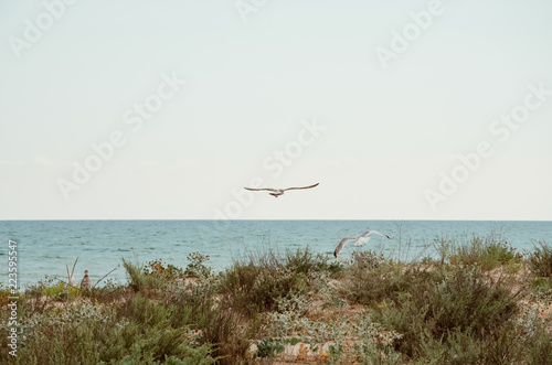 Flying seagull on the seashore