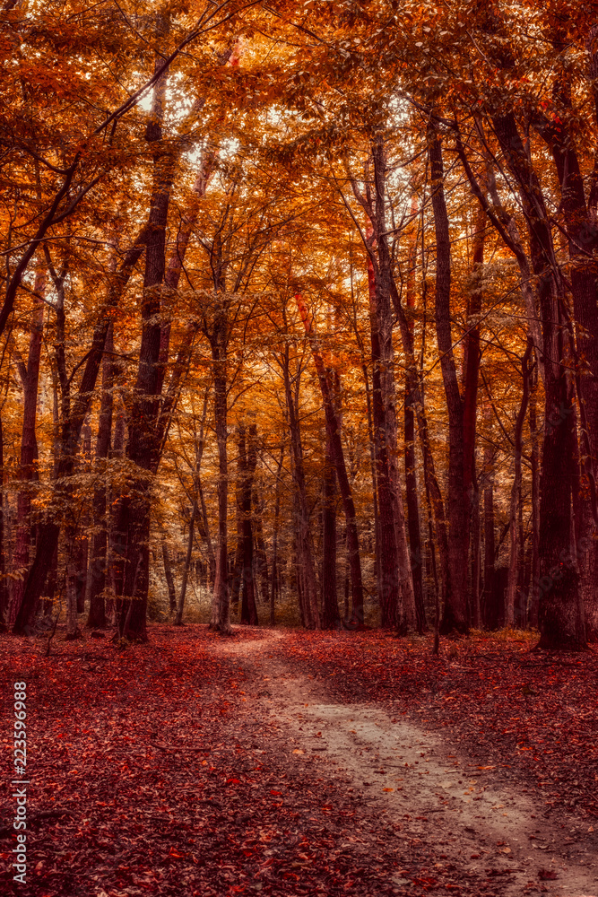 the path through the autumn forest