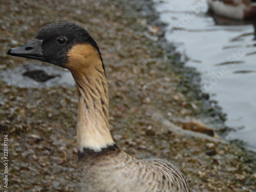 portrait of a goose