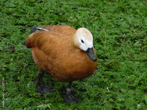 duck on grass