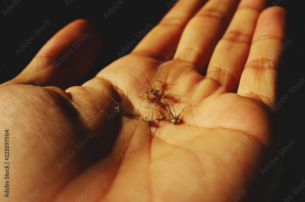close up of dead mosquito in hand close up of dead mosquito in hand