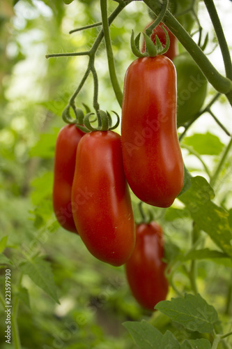 A bunch of red long tomatoes