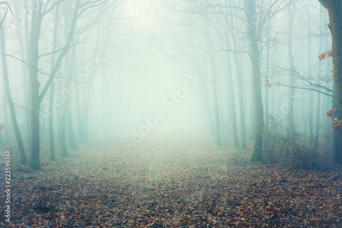 Foggy forest with bare branches and fallen leaves on the ground. Vintage filtered image.