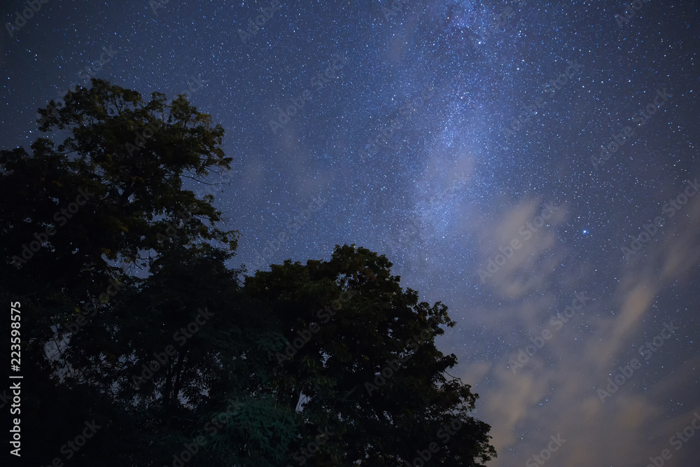 Naklejka premium Starry sky over the forest