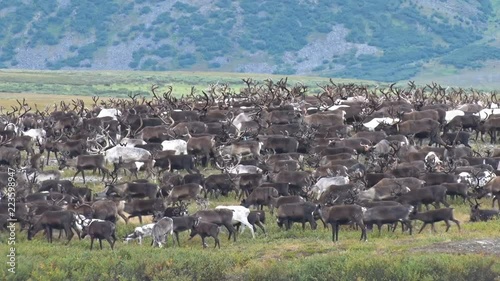 Herd of Reindeer Grazing in Tundra.	Herd of reindeer running on the tundra against the mountain. Deer with large horns migrate