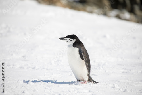 penguin in the arctic