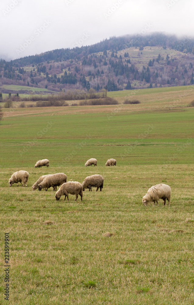 Sheep grazing on a meadow