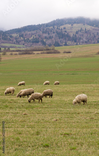 Sheep grazing on a meadow © Les Palenik