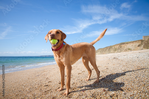A happy and healthy yellow Labrador Retriever dog standing in profile on a deserted sandy beach with a tennis ball in its mouth whilst on summer vacation.