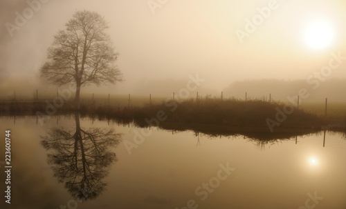 Foggy winter day in a park with lone tree reflecting in a water