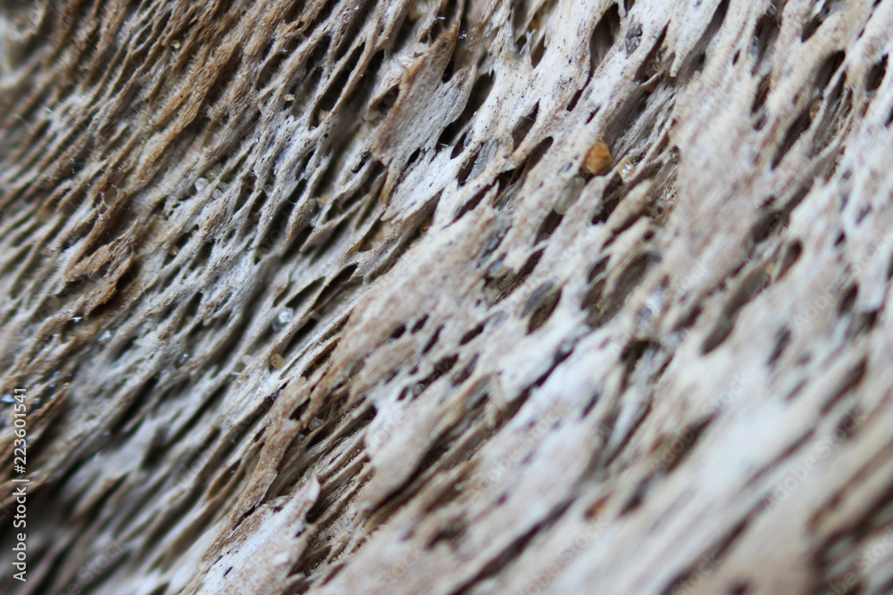 texture of old wood - a piece of pine root, taken out to the sea shore. macro photography.