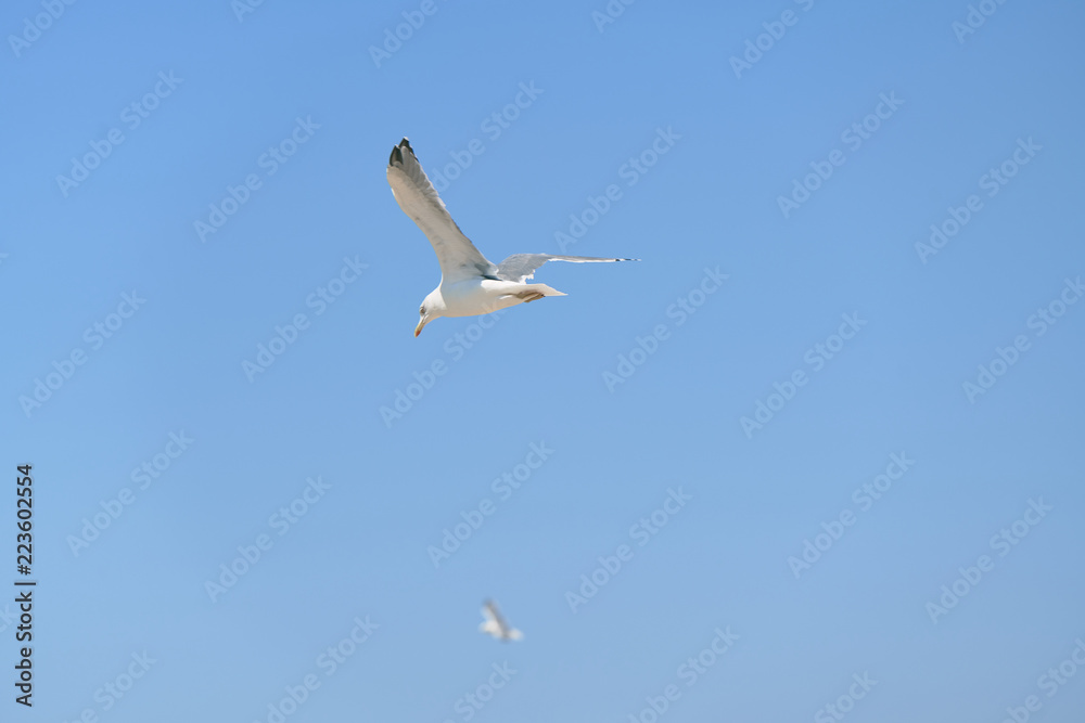A seagull flying on the beaches of Huelva, Spain A seagull flying on the beaches of Huelva, Spain