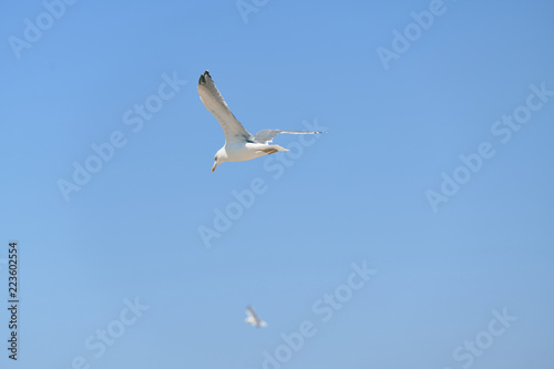 A seagull flying on the beaches of Huelva  Spain