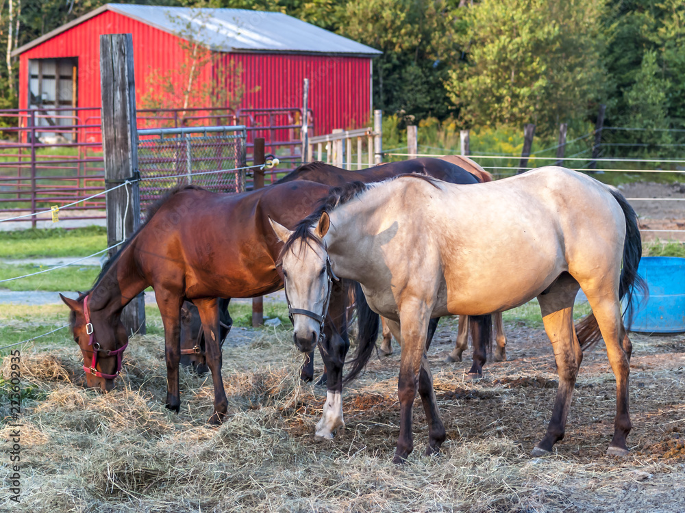 Horses on  a farm