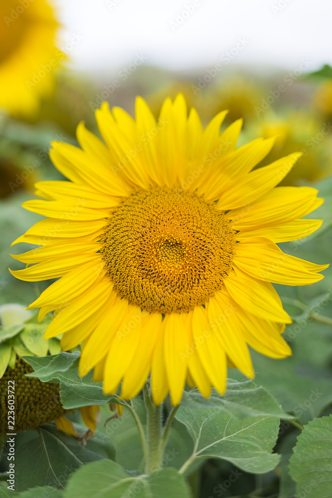 Close-up of sunflower growing on field