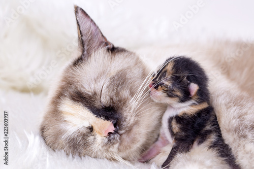 Mother cat and baby cats