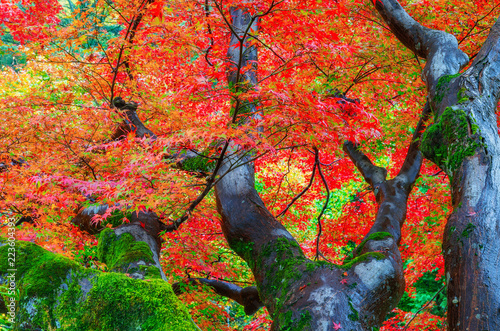 Beautiful colorful maple tree after rain ,autumn in Yase Momiji No Komichi (path of maple) Kyoto Japan. photo