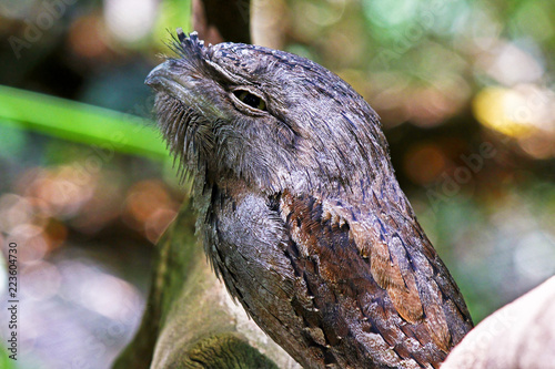 Australian Tawny Frogmouth Owl