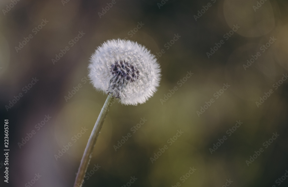 Close-up of dandelion seed growing outdoors Close-up of dandelion seed growing outdoors