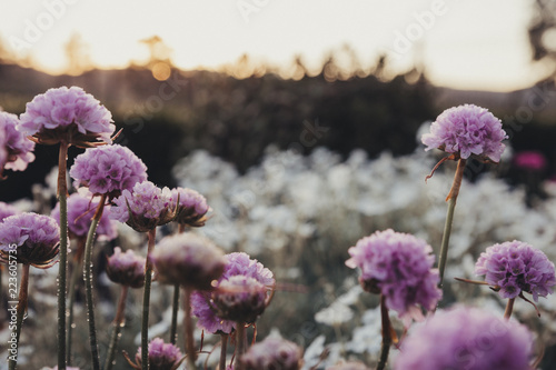 Close-up of purple flowers growing on field during sunset photo