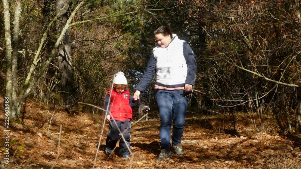 Walking with a dog in the forest. Walking with a dog in the forest.