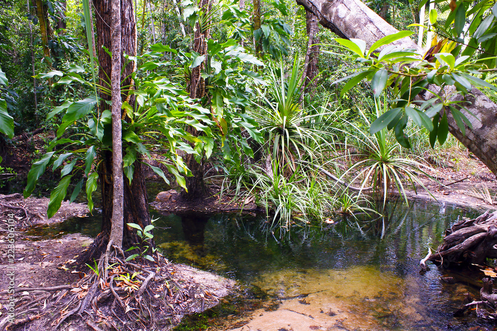 Tropical Rain forest in Australia Tropical Rain forest in Australia