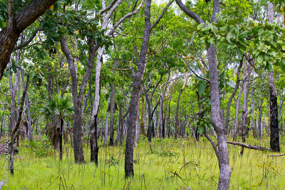 Forest in Kakadu National Park