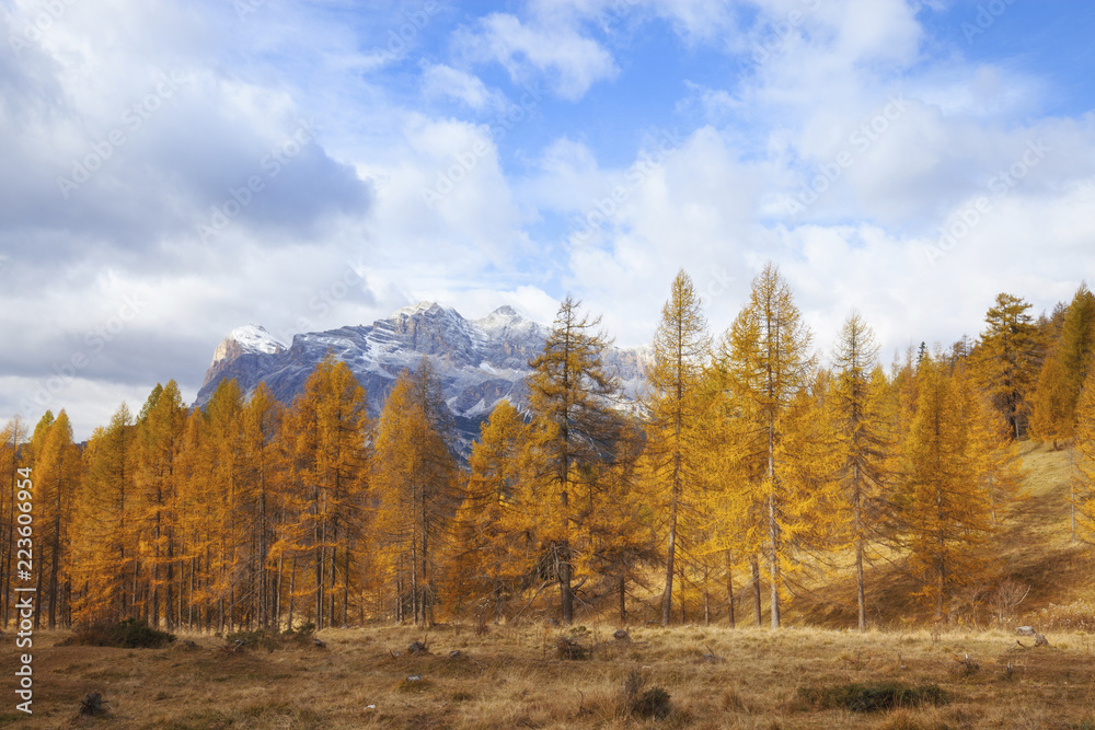 Scenic view of autumn trees against cloudy sky in forest Scenic view of autumn trees against cloudy sky in forest