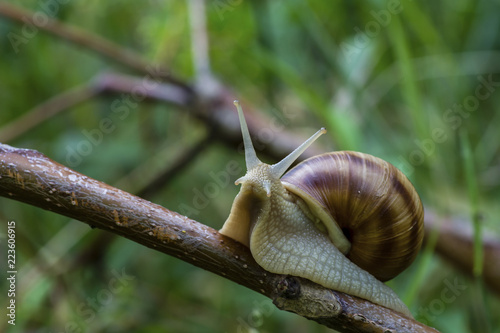 Close-up of snail on plant stem photo