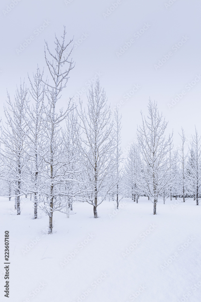 Bare trees on snow covered field against sky Bare trees on snow covered field against sky