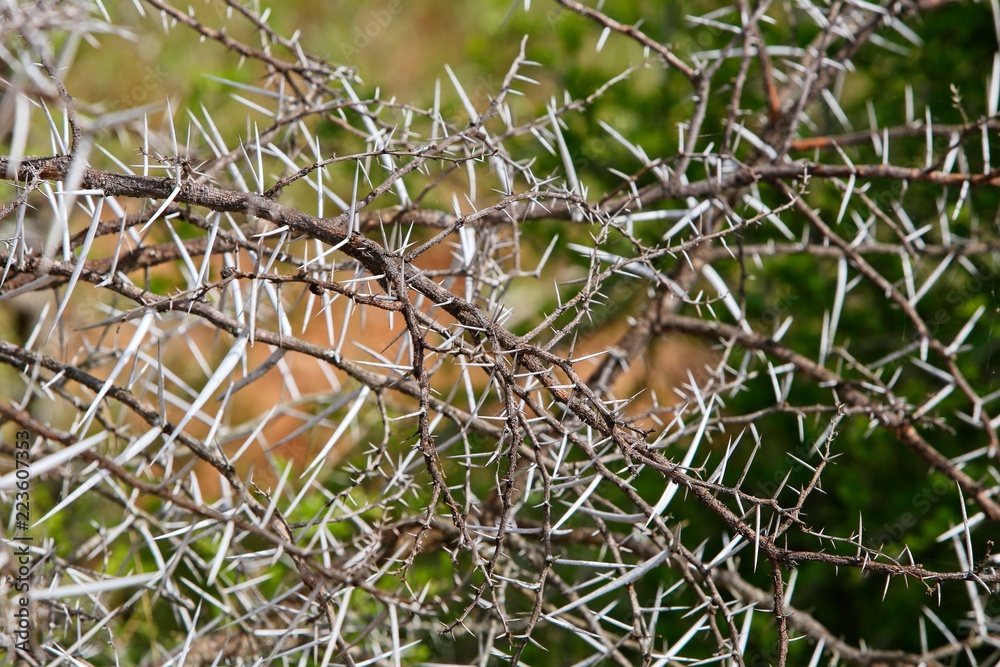 Fototapeta premium An Elephant thorn bush background image. 