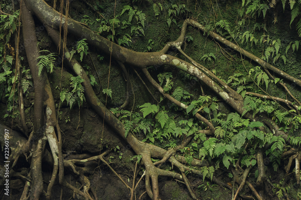 High angle view of moss and plants growing by roots in forest High angle view of moss and plants growing by roots in forest