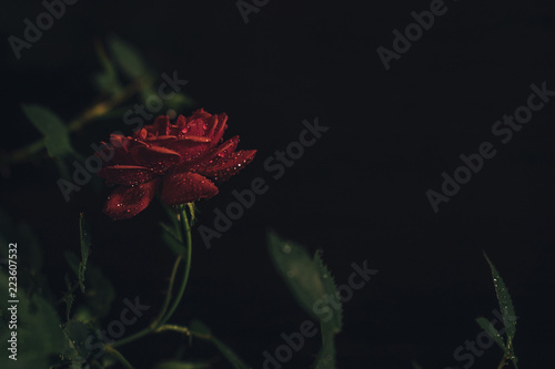 Close up of red rose with leaves