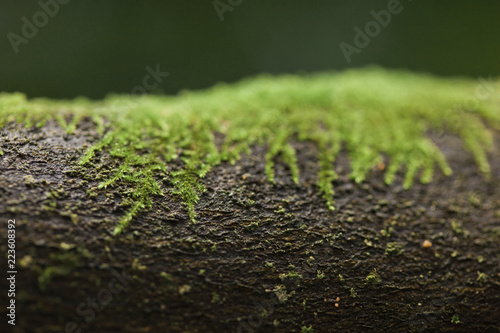 Close-up of moss growing on tree trunk in forest