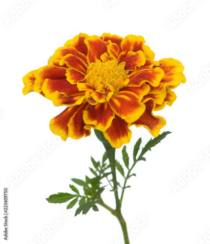 yellow red flower isolated on white