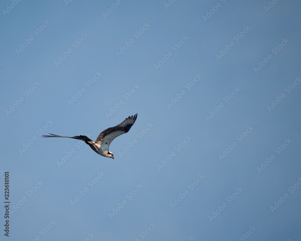 osprey in flight osprey in flight