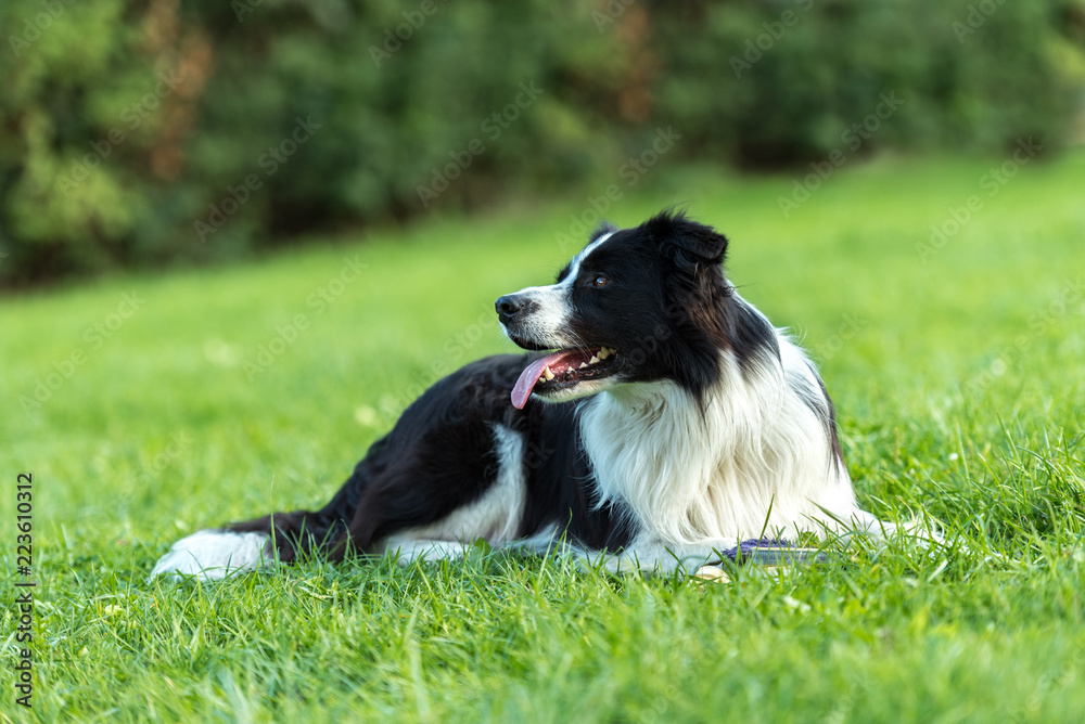 Stolzer Hund liegt aufmerksam in einer Wiese - Border Collie 