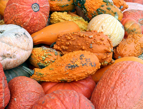 variety of pumpkin and squash at the market place photo