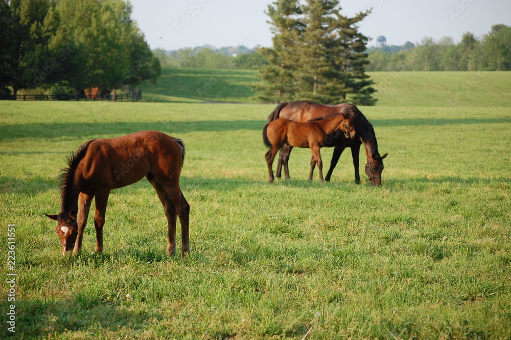 Mare and foal Mare and foal