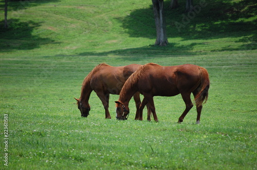 Horses 