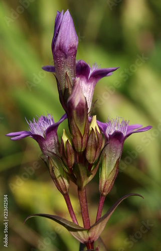 Deutscher Kranzenzian (gentianella germanica) photo