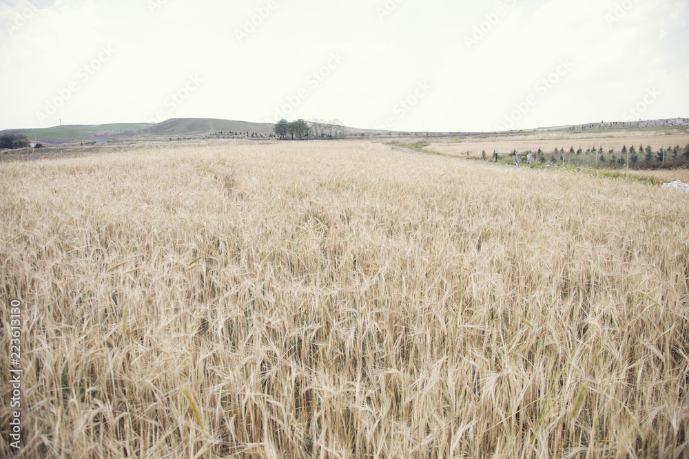 Wheat Beards.Wheat field morning sunrise and yellow sunshine 