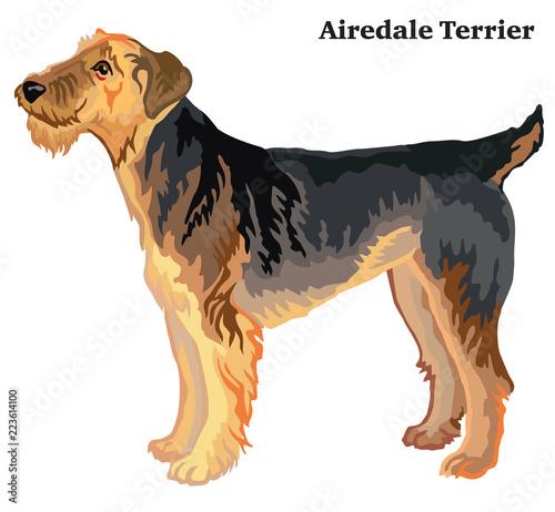 Colored decorative standing portrait of Airedale Terrier