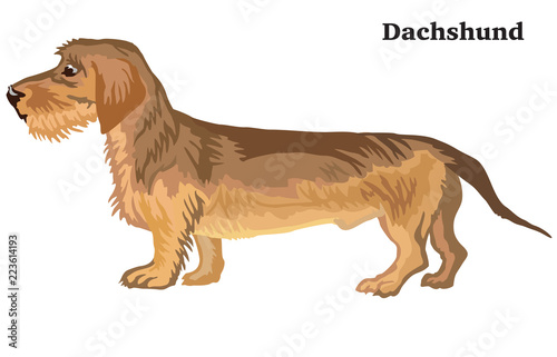 Colored decorative standing portrait of Dachshund (wire-haired)