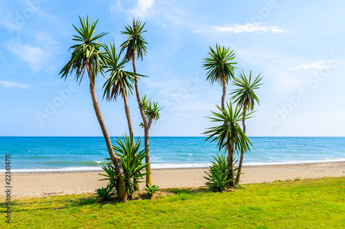 Agave trees along beautiful beach near Estepona town on Costa del Sol  Spain